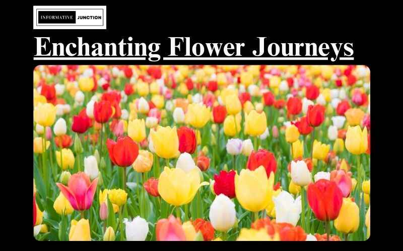 You are currently viewing From Seed to Bloom: The Enchanting Journey of Flowers and Their Life Cycle